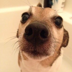 Meet your Posher, Julie